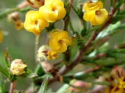 Hermannia joubertiana