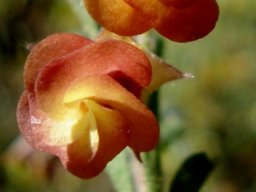 Hermannia flammula flowers