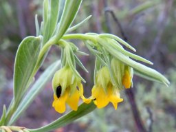Hermannia lavandulifolia flowers