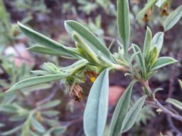 Hermannia lavandulifolia stem-tip growth