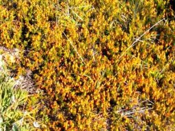 Hermannia pinnata spreading across the sand