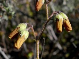 Hermannia pulverata flowers