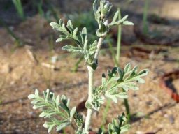 Hermannia pulverata leaves