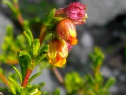 Hermannia rudis flowers