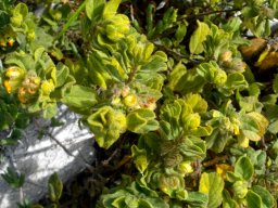 Hermannia salviifolia var. salviifolia stems