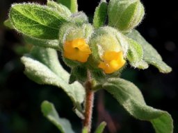 Hermannia salviifolia var. salviifolia flowers wearing jerseys