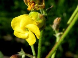 Hermannia 