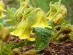 Hermannia transvaalensis