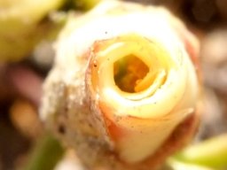 Hermannia succulent species flower