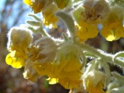 Hermannia vestita flowers