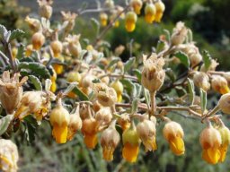 Hermannia desertorum