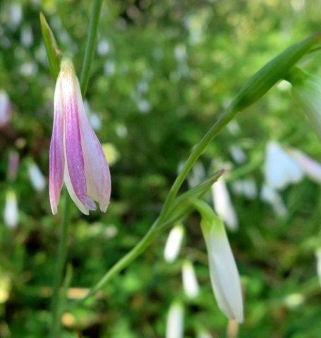 Hesperantha bachmannii old discoloured flower