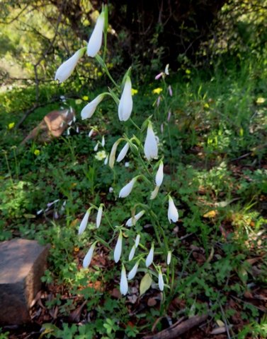 Hesperantha bachmannii half-closed