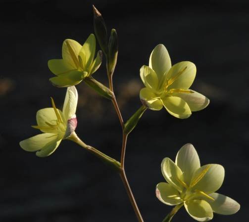 Hesperantha falcata pale yellow inflorescence 