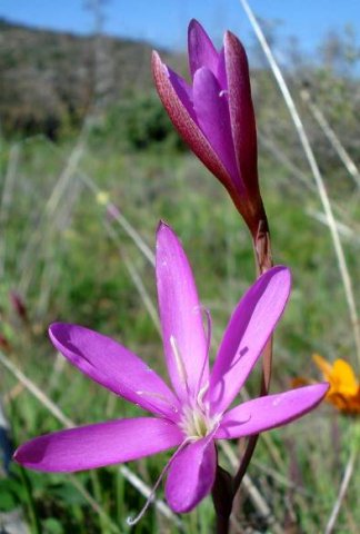 Hesperantha pauciflora half-opened tepals