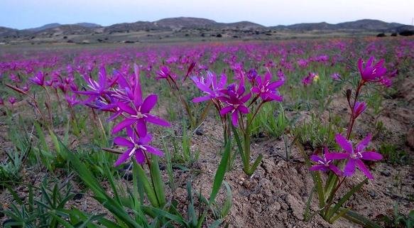 Hesperantha pauciflora mass action
