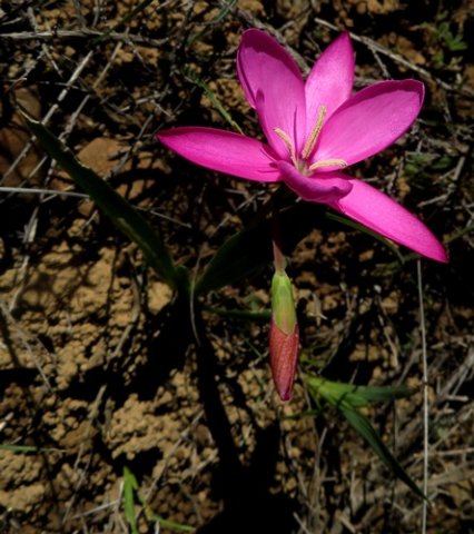 Hesperantha pauciflora