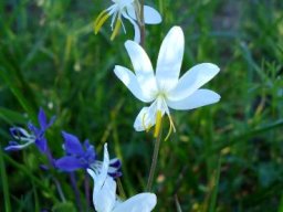 Hesperantha