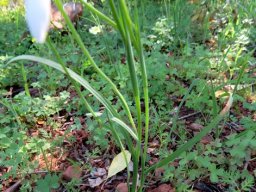 Hesperantha bachmannii leaves