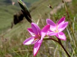 Hesperantha baurii subsp. baurii 