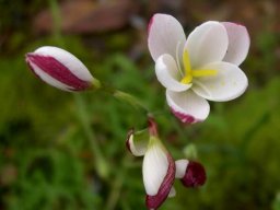 Hesperantha