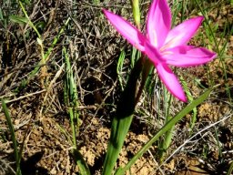 Hesperantha pauciflora leaves
