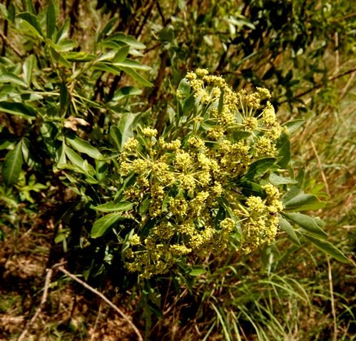 Heteromorpha arborescens var. abyssinica flowering