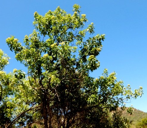 Heteromorpha arborescens var. abyssinica