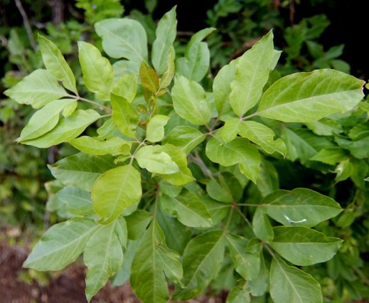 Heteromorpha arborescens var. abyssinica lush stem-tip