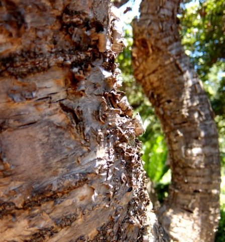 Heteromorpha arborescens var. abyssinica mature stem