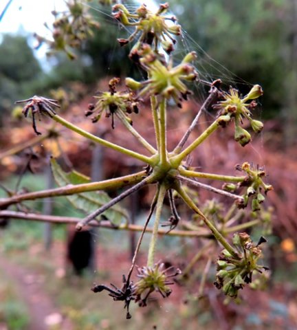 Heteromorpha arborescens var. abyssinica fruit