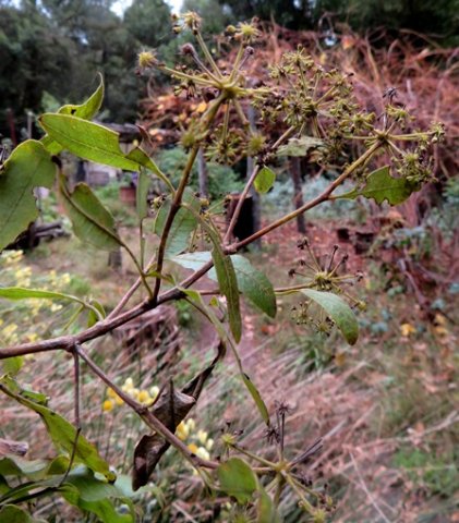 Heteromorpha arborescens var. abyssinica compound umbels