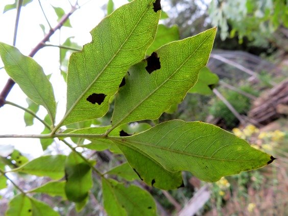 Heteromorpha arborescens var. abyssinica leaf from below