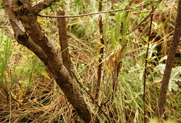Heteromorpha arborescens var. abyssinica bark