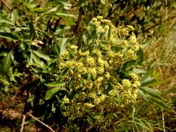 Heteromorpha arborescens var. abyssinica flowering