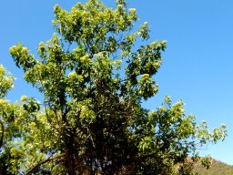Heteromorpha arborescens var. abyssinica