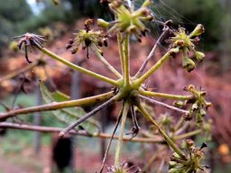 Heteromorpha arborescens var. abyssinica fruit