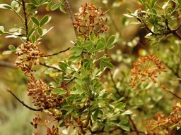 Heteromorpha arborescens var. abyssinica leaves and fruit