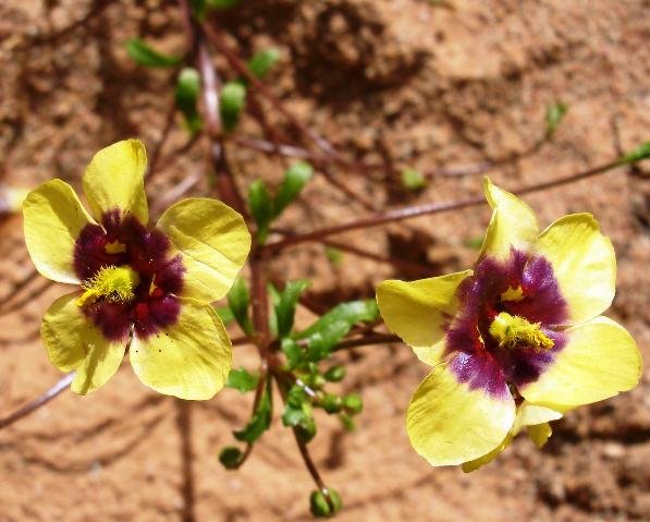 Hibiscus engleri