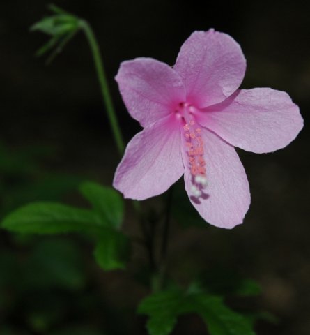 Hibiscus pedunculatus flower