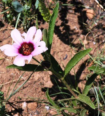 Hibiscus malacospermus at the Melville Koppies