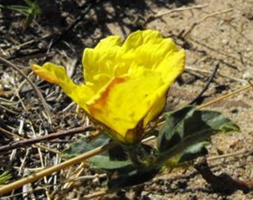 Hibiscus aethiopicus var. aethiopicus