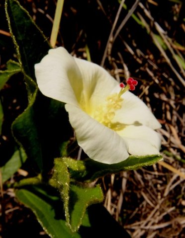 Hibiscus aethiopicus var. ovatus flower