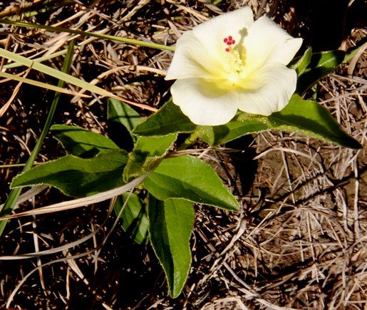 Hibiscus aethiopicus var. ovatus