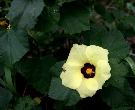 Hibiscus calyphyllus in the Blouberg Nature Reserve