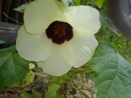 Hibiscus calyphyllus