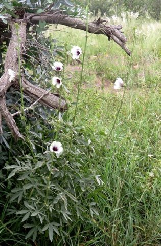 Hibiscus cannabinus