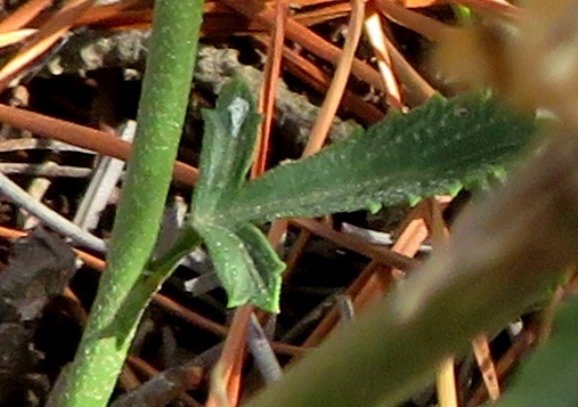 Hibiscus pusillus three-lobed leaf