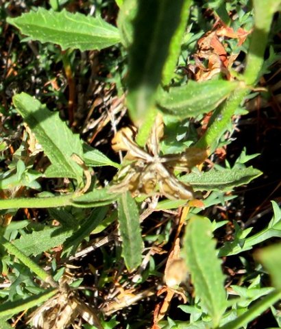 Hibiscus pusillus narrow leaves