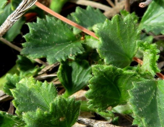 Hibiscus pusillus lower leaves